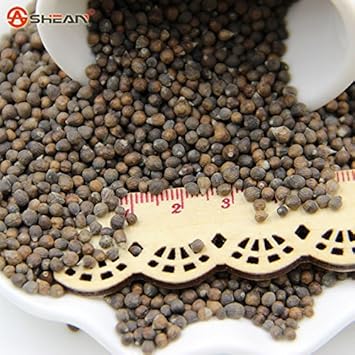 Pink Balsam Camellia Seeds for Planting – Organic, Heirloom, Non-GMO Flower Seeds