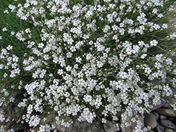 White Gyposophila Elegans Plant Seeds for Planting - 100 pcs