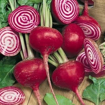 Red Chioggia Vegetable Seeds for Planting heirloom & Non-GMO Seeds