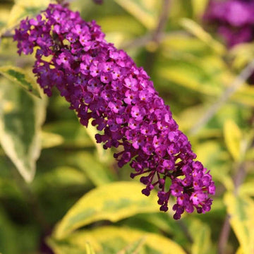 Pink Buddleia Flower Seeds – Non-GMO Seeds for Vibrant Garden Planting