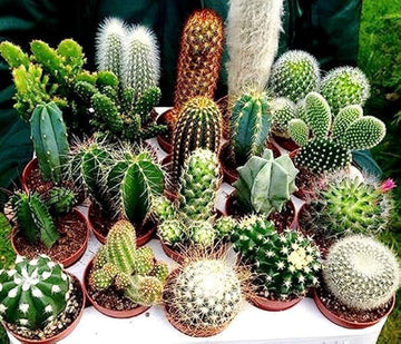 Cactus Plant Seeds for Planting - NON GMO Seeds