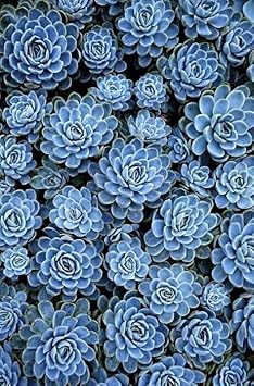 Sky Blue Ornamental Plant Seeds – Heirloom Non-GMO Seeds for Decorative Garden Planting