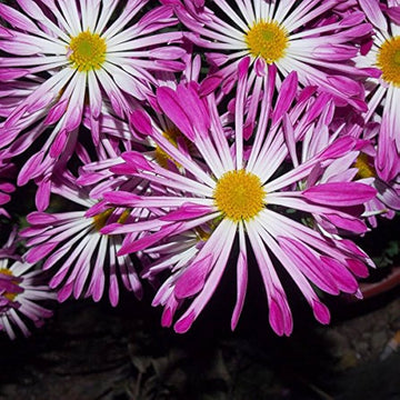 Pink Spoon Mum Flower Seeds for Planting, NON GMO Seeds