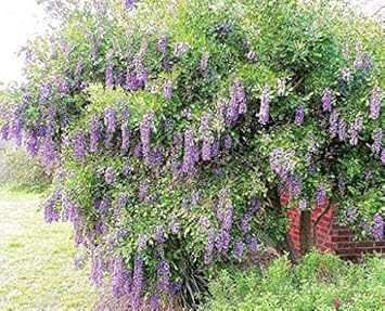 Purple Mescal Flower Seeds for Planting - 100 pcs