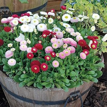 Mixed Bellis Perennis Flower Seeds for Planting 100 Pcs pcs