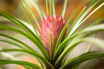 Heirloom Non-GMO Tillandsia Cyanea Flower Seeds for Planting – Pink Quill Air Plant Blooms