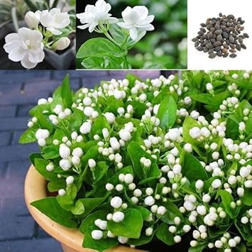 Jasmine Flower Seeds for Planting - NON GMO Seeds