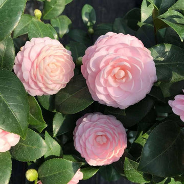 Heirloom Non-GMO Camellia Flower Seeds for Planting – Elegant Evergreen Garden Blooms