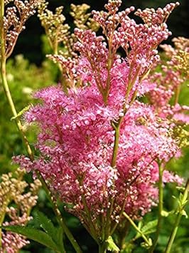 Pink Filipendula Rubra Flower Seeds for Planting - 100 Pcs pcs