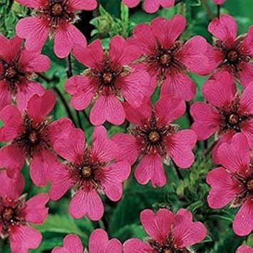 Pink Cinquefoil Flower Seeds for Planting - 100 pcs