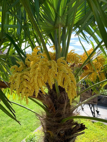 Heirloom Non-GMO Trachycarpus Flower Seeds for Planting – Tropical-Looking Hardy Palm Blooms