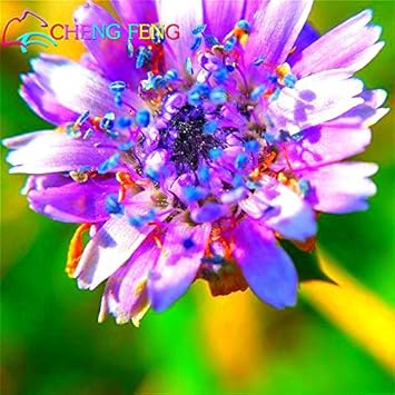 Purple Pincushion Flower Seeds – Heirloom Non-GMO Scabiosa Blooms for Pollinator-Friendly Gardens