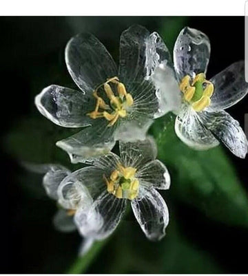 Skeleton Flower Seeds for Garden Planting - NON GMO Seeds