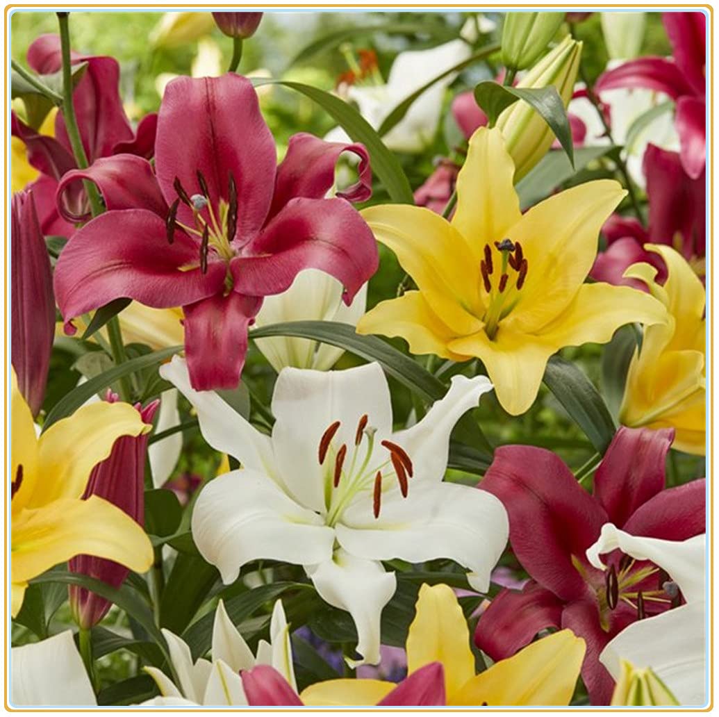 Mixed Di Giglio Flower Seeds for Planting - NON GMO Seeds seeds for planting in home garden