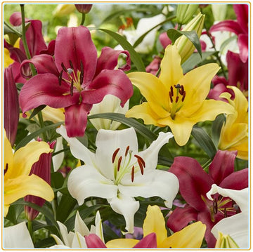 Mixed Di Giglio Flower Seeds for Planting - NON GMO Seeds