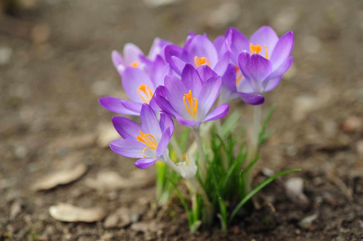 Crocus Flower Seeds for Planting, 100 pcs - Flower for planting in home garden