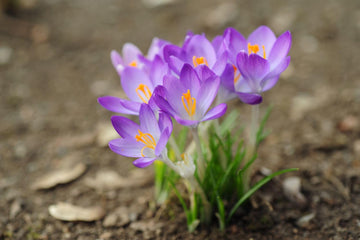 Crocus Flower Seeds for Planting, 100 pcs