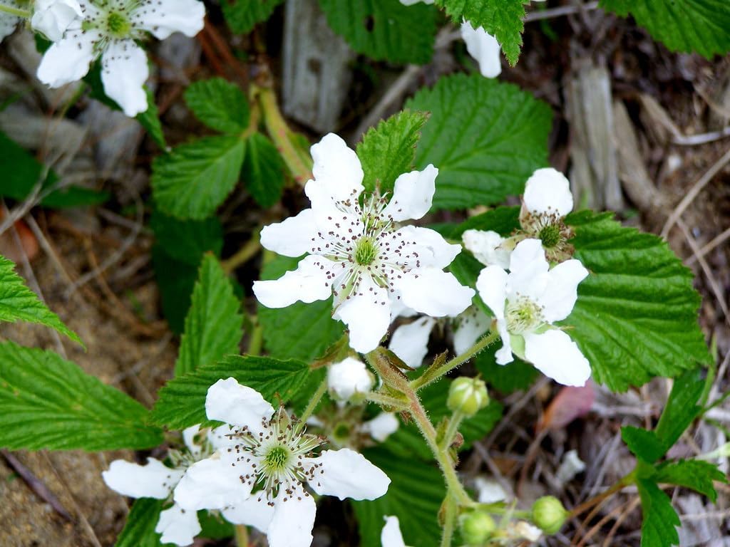 Heirloom Non-GMO Rubus Cuneifolius Flower Seeds for Planting – Wildflower with Edible Fruit Blooms - Non-GMO for planting in home garden