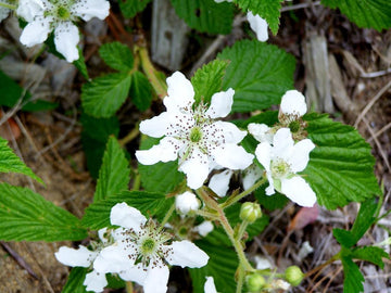 Heirloom Non-GMO Rubus Cuneifolius Flower Seeds for Planting – Wildflower with Edible Fruit Blooms