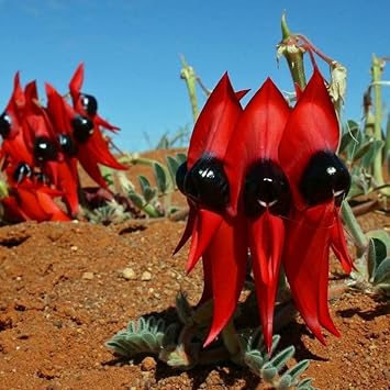 Swainsona Flower Seeds Heirloom Non GMO Planting - 100 pcs