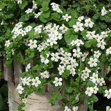 Heirloom Non-GMO White Snowtopia Flower Seeds for Elegant Garden Borders and Winter Planting