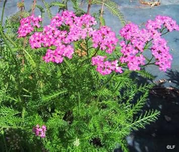 Heirloom Pink Cerise Yarrow Flower Seeds for Planting, Non-GMO