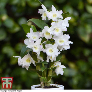White Dendrobium Flower Seeds for Planting - NON GMO Seeds