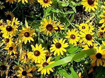 Yellow Rudbeckia Flower Seeds for Planting 100 pcs seeds for planting in home garden