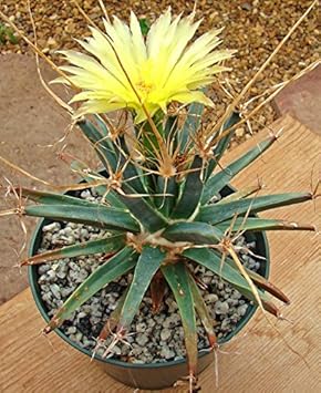 Yellow Leuchtenbergia Seeds for Planting – Organic, Heirloom, Non-GMO Plant Seeds