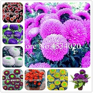 Heirloom Non-GMO Mixed Chinese Aster Flower Seeds for Planting â€“ Vibrant Colorful Garden Blooms