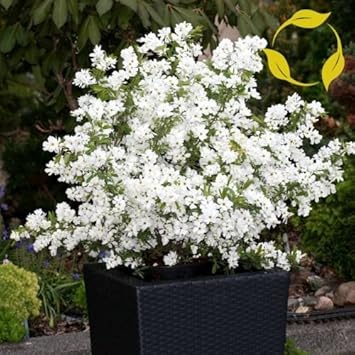 White Racemosa Flower Seeds for Planting - 100 pcs