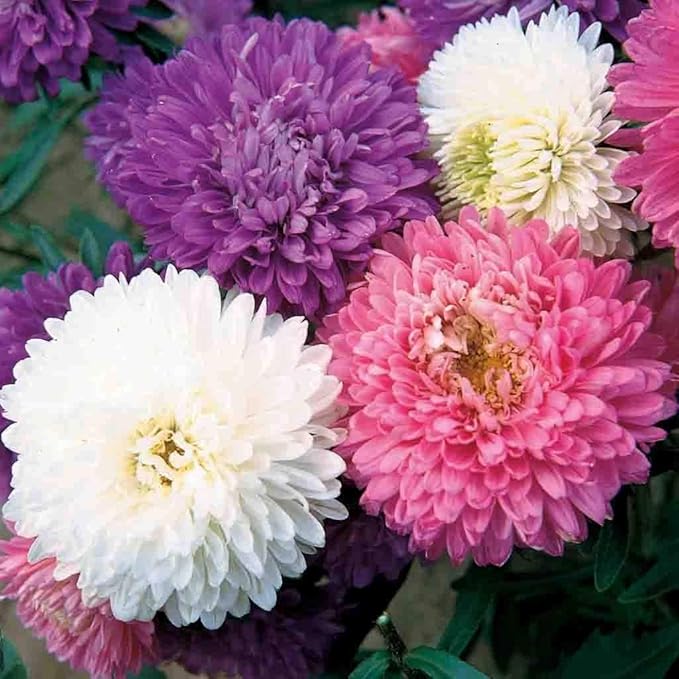 Asters (Asters scientific name) for planting in garden