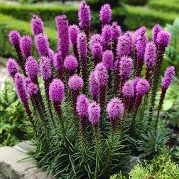 Purple Liatris Spicata Plant Seeds for Planting – NON GMO Seeds