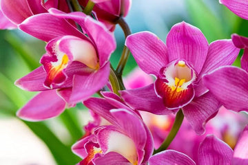 Pale Pink Phalaenopsis Orchid Seeds – Heirloom Non-GMO Flower Seeds for Planting