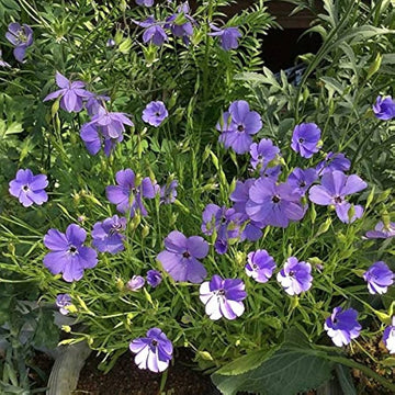 Blue Oculata Flower Seeds for Planting - NON GMO Seeds