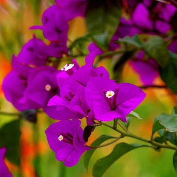 Bougainvillea Flower Seeds for Planting, 100 pcs