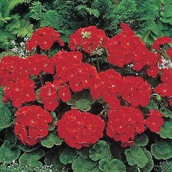 Deep Red Geraniums Heirloom Non-GMO Flower Seeds for Planting