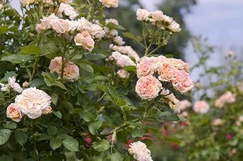 Cream Climbing Rose Plant Seeds for Planting Non-GMO Heirloom Garden Seeds for Home and Outdoor Growing
