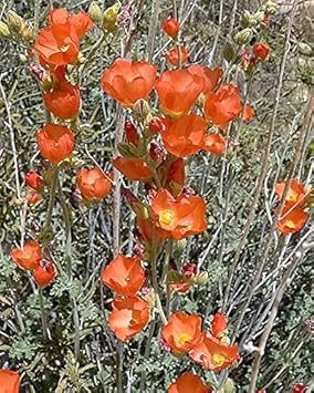 Orange Sphaeralcea Flower Seeds for Planting - 100 pcs for planting in your garden.