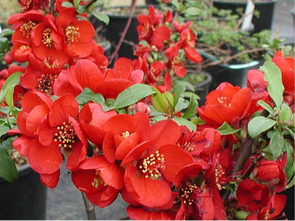 Enana Roja Flower Seeds for Planting ƒ?? Fresh, Organic, Heirloom, Non-GMO Dwarf Red Blooms for planting in your garden.