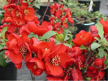 Enana Roja Flower Seeds for Planting ƒ?? Fresh, Organic, Heirloom, Non-GMO Dwarf Red Blooms