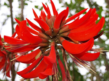 Erythrina Flower Seeds for Planting, - NON GMO Seeds