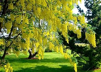 Yellow Ambizu Flower Seeds for Planting - 100 pcs
