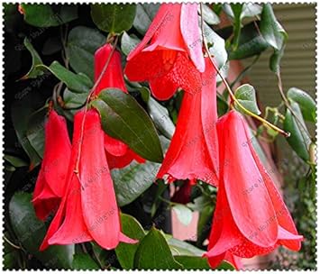 Organic White Lapageria Flower Seeds for Planting – Heirloom, Non-GMO