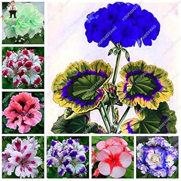 Geranium Mixed Flower Seeds for Planting NON GMO Seeds