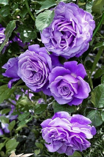 Climbing Rose Flower Seeds for Planting Dark Purple Non-GMO Heirloom Garden Seeds for Growing