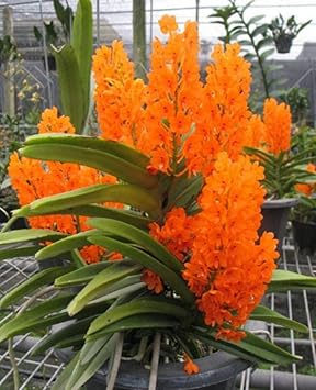 Orange Phalaenopsis Orchid Flower Seeds ƒ?? Heirloom, Non-GMO, Elegant Pick for Garden Planting