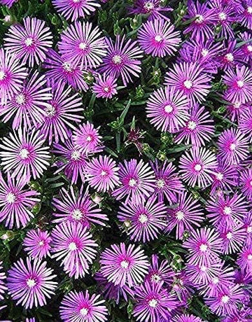 Lampranthus Maximiliana Flower Seeds – Heirloom Non-GMO Seeds for Drought-Tolerant and Vibrant Garden Planting