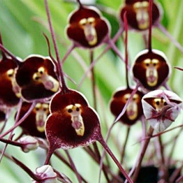 Heirloom Non-GMO Monkey Face Orchid Seeds for Planting – Rare Potted Peru Flower Blooms