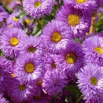 Purple Erigeron Speciosus Flower Seeds for Planting, 100 pcs